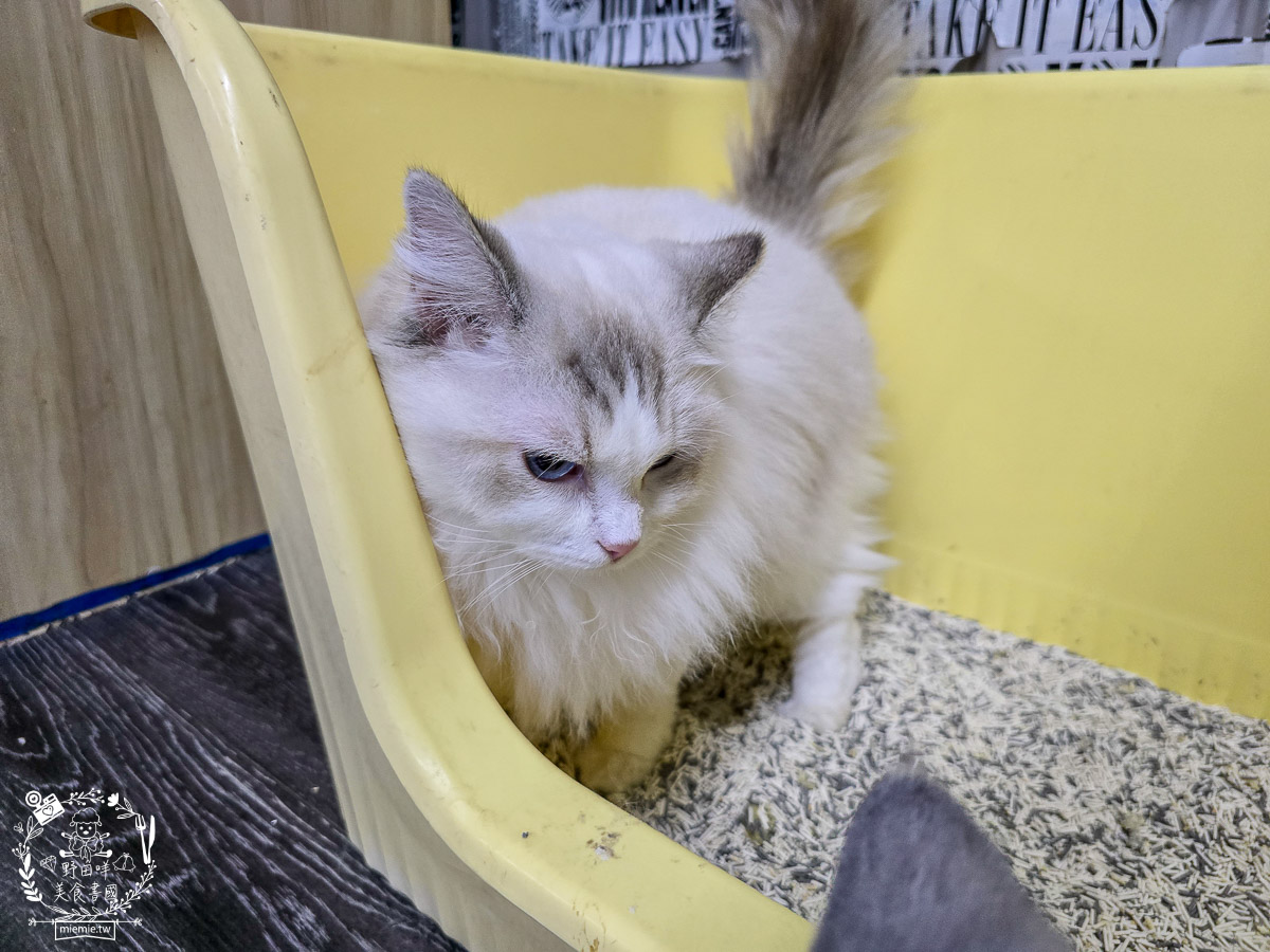 2026高雄旅遊推薦｜小港大坪頂「微笑白雲」全攻略！薩摩耶、布偶貓陪你喝咖啡｜看飛機夕陽的療癒天堂！