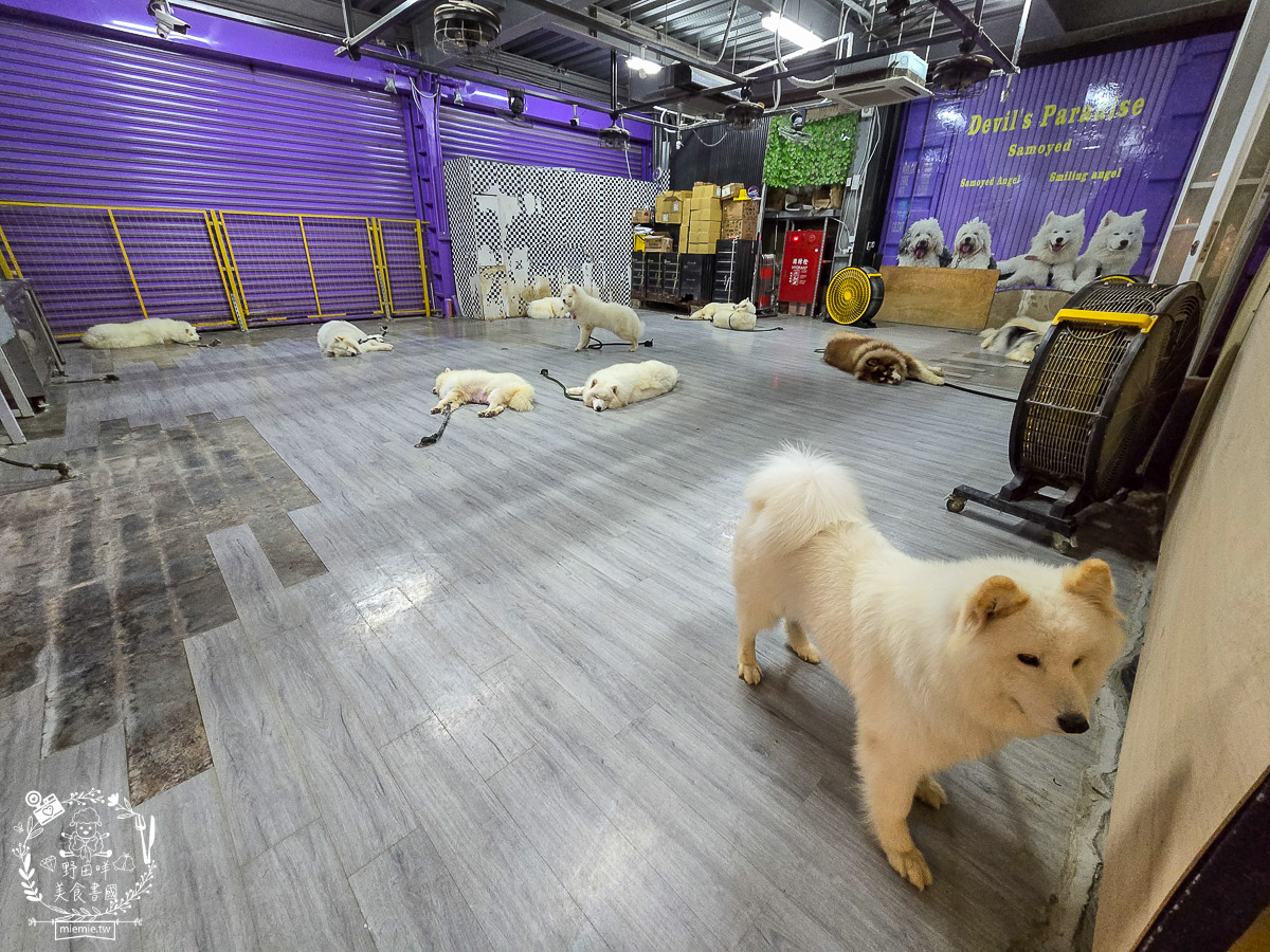 2026高雄旅遊推薦|小港大坪頂「微笑白雲」全攻略!薩摩耶、布偶貓陪你喝咖啡|看飛機夕陽的療癒天堂! - 第16張圖 2026高雄旅遊推薦|小港大坪頂「微笑白雲」全攻略!薩摩耶、布偶貓陪你喝咖啡|看飛機夕陽的療癒天堂!