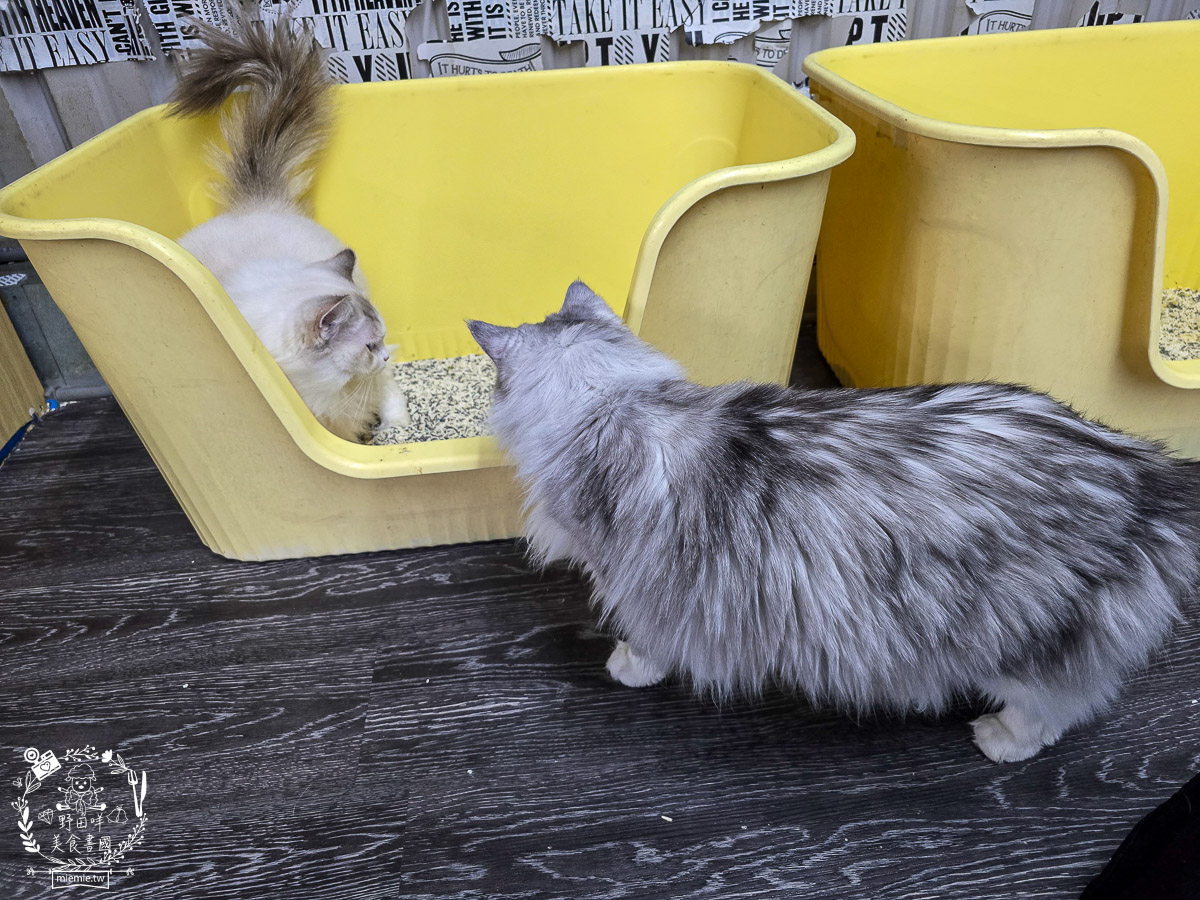 2026高雄旅遊推薦｜小港大坪頂「微笑白雲」全攻略！薩摩耶、布偶貓陪你喝咖啡｜看飛機夕陽的療癒天堂！