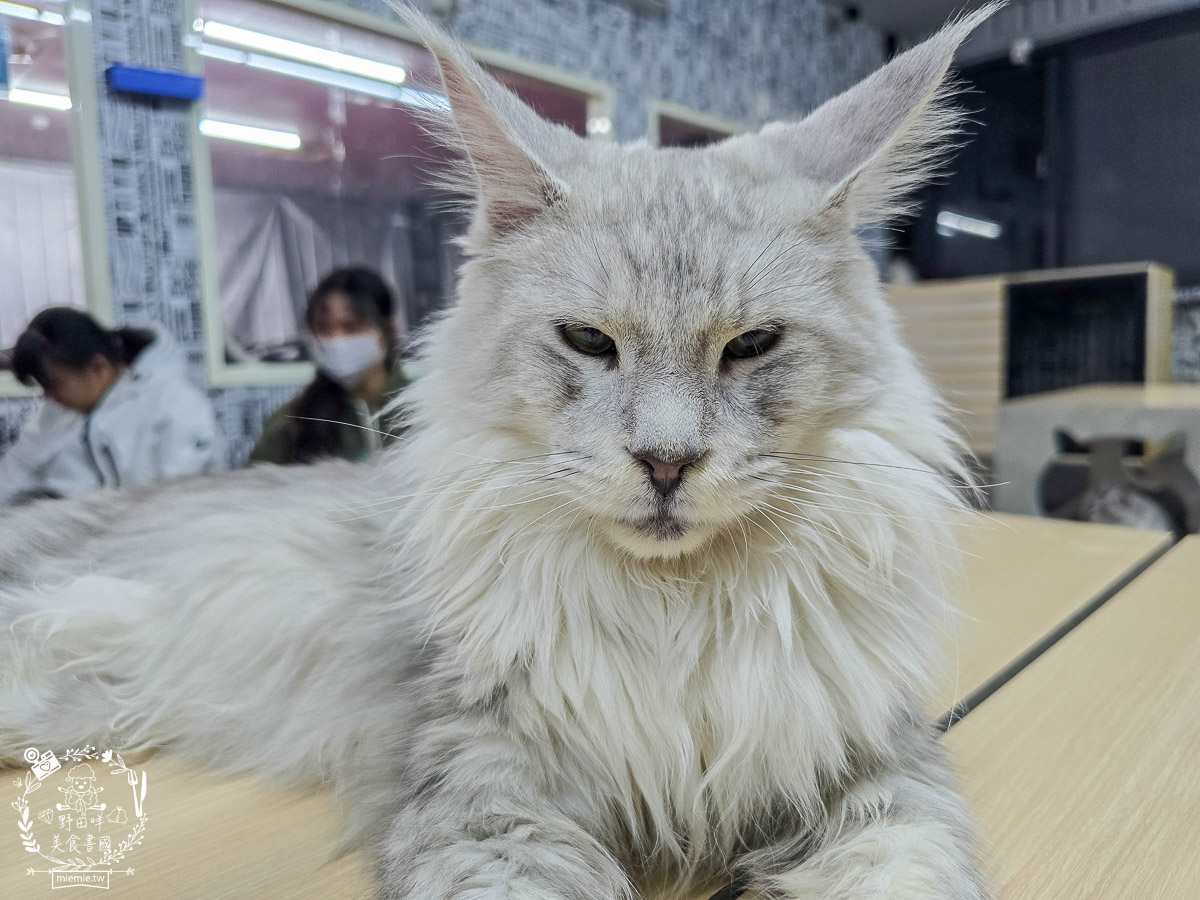 2026高雄旅遊推薦｜小港大坪頂「微笑白雲」全攻略！薩摩耶、布偶貓陪你喝咖啡｜看飛機夕陽的療癒天堂！