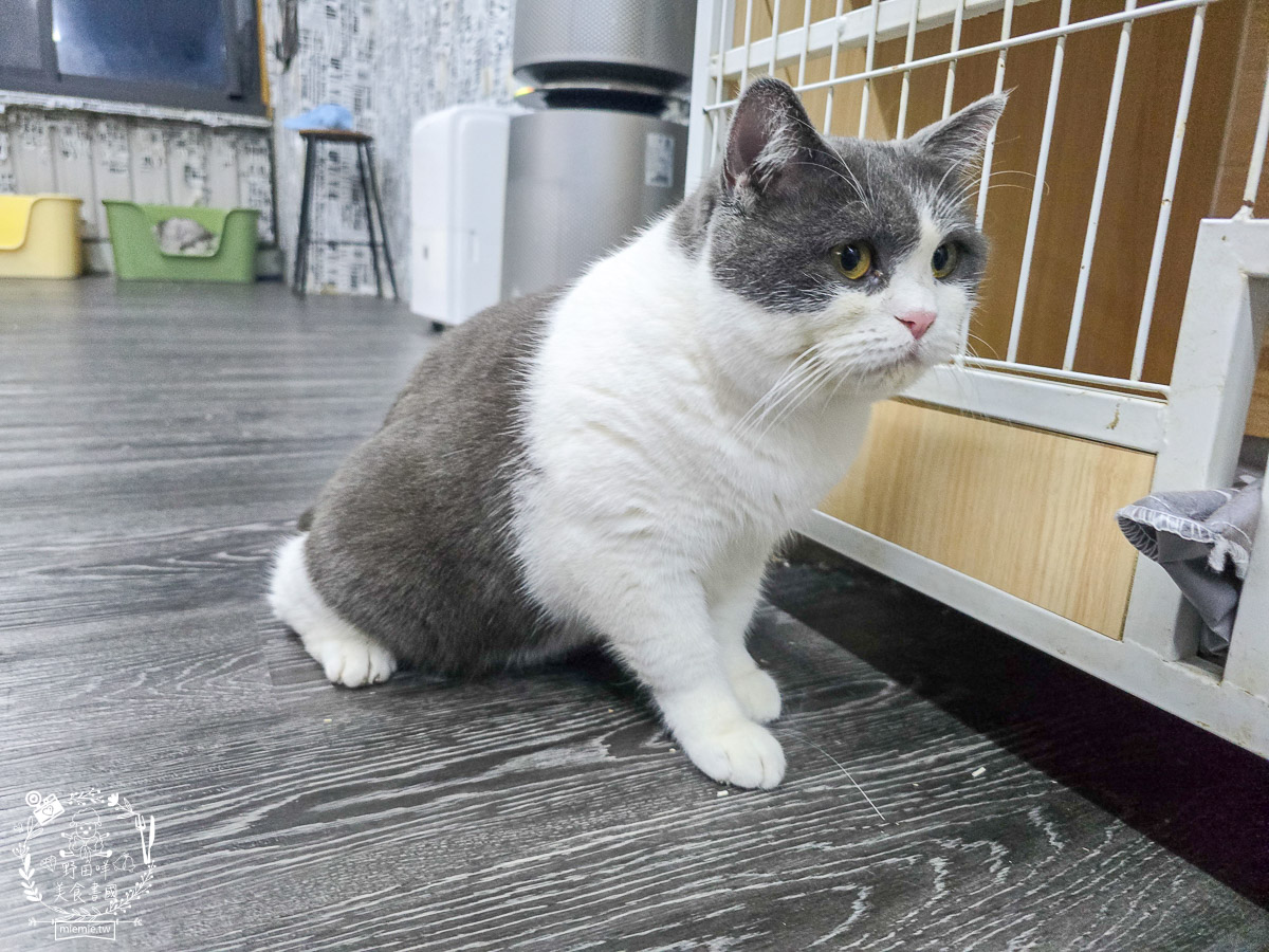 2026高雄旅遊推薦｜小港大坪頂「微笑白雲」全攻略！薩摩耶、布偶貓陪你喝咖啡｜看飛機夕陽的療癒天堂！