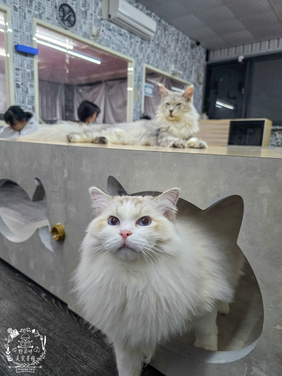 2026高雄旅遊推薦|小港大坪頂「微笑白雲」全攻略!薩摩耶、布偶貓陪你喝咖啡|看飛機夕陽的療癒天堂! - 第34張圖 2026高雄旅遊推薦|小港大坪頂「微笑白雲」全攻略!薩摩耶、布偶貓陪你喝咖啡|看飛機夕陽的療癒天堂!