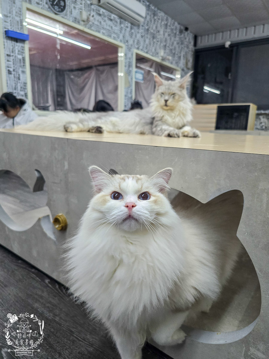 2026高雄旅遊推薦|小港大坪頂「微笑白雲」全攻略!薩摩耶、布偶貓陪你喝咖啡|看飛機夕陽的療癒天堂! - 第35張圖 2026高雄旅遊推薦|小港大坪頂「微笑白雲」全攻略!薩摩耶、布偶貓陪你喝咖啡|看飛機夕陽的療癒天堂!