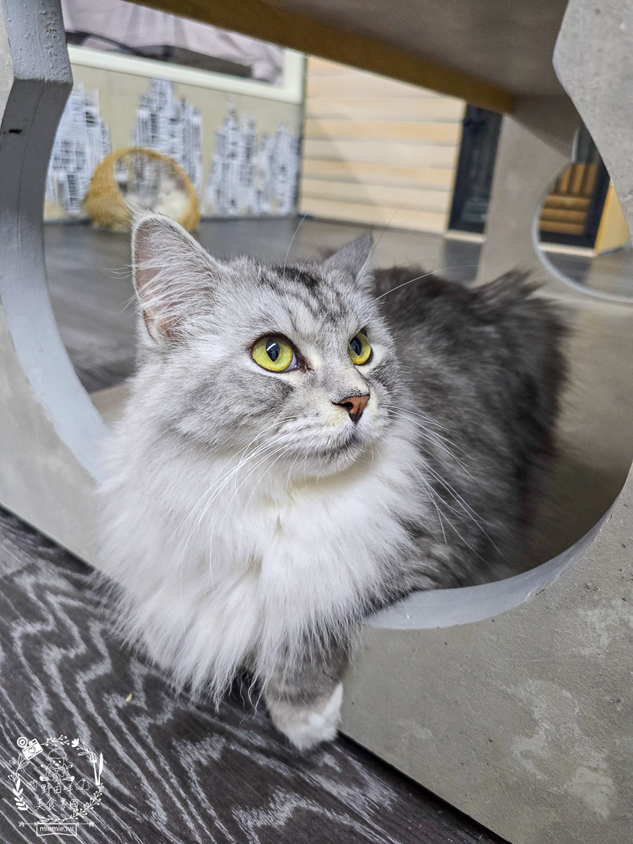 2026高雄旅遊推薦|小港大坪頂「微笑白雲」全攻略!薩摩耶、布偶貓陪你喝咖啡|看飛機夕陽的療癒天堂! - 第36張圖 2026高雄旅遊推薦|小港大坪頂「微笑白雲」全攻略!薩摩耶、布偶貓陪你喝咖啡|看飛機夕陽的療癒天堂!