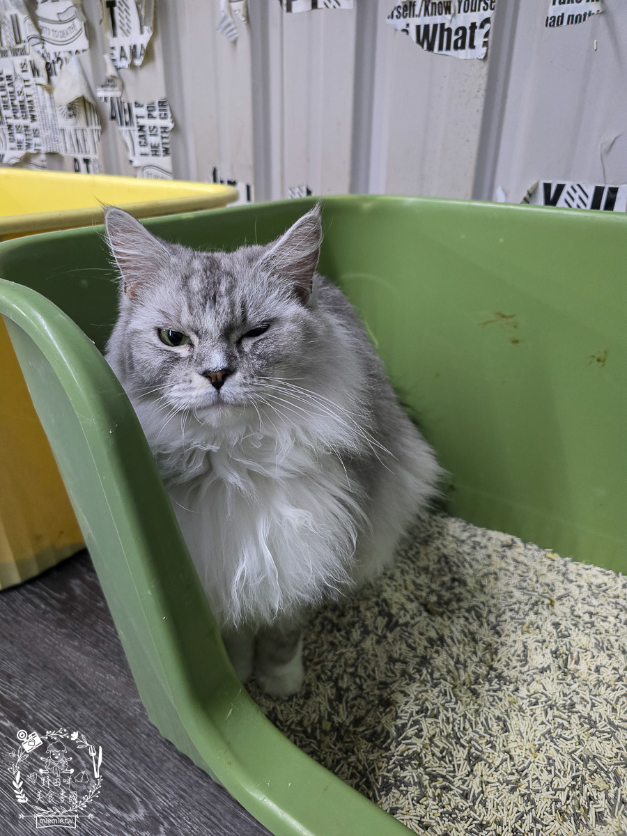 2026高雄旅遊推薦|小港大坪頂「微笑白雲」全攻略!薩摩耶、布偶貓陪你喝咖啡|看飛機夕陽的療癒天堂! - 第37張圖 2026高雄旅遊推薦|小港大坪頂「微笑白雲」全攻略!薩摩耶、布偶貓陪你喝咖啡|看飛機夕陽的療癒天堂!