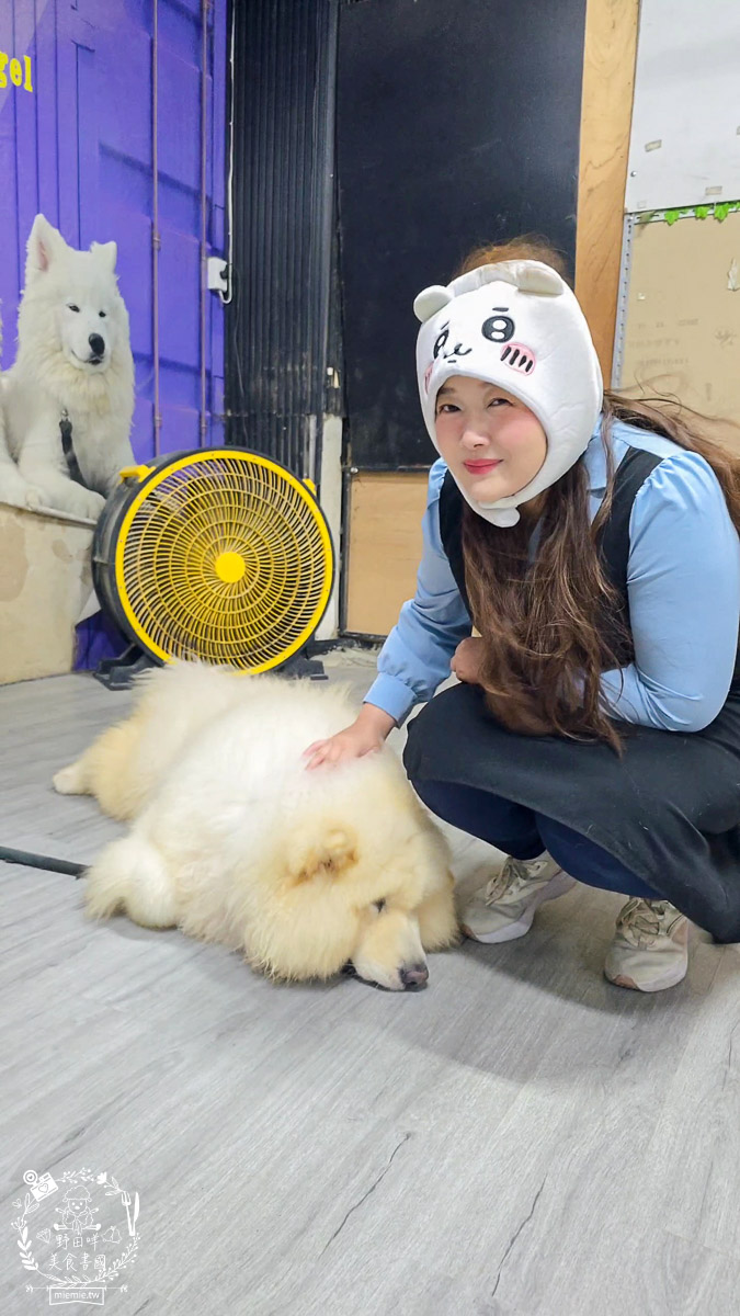 2026高雄旅遊推薦|小港大坪頂「微笑白雲」全攻略!薩摩耶、布偶貓陪你喝咖啡|看飛機夕陽的療癒天堂! - 第20張圖 2026高雄旅遊推薦|小港大坪頂「微笑白雲」全攻略!薩摩耶、布偶貓陪你喝咖啡|看飛機夕陽的療癒天堂!