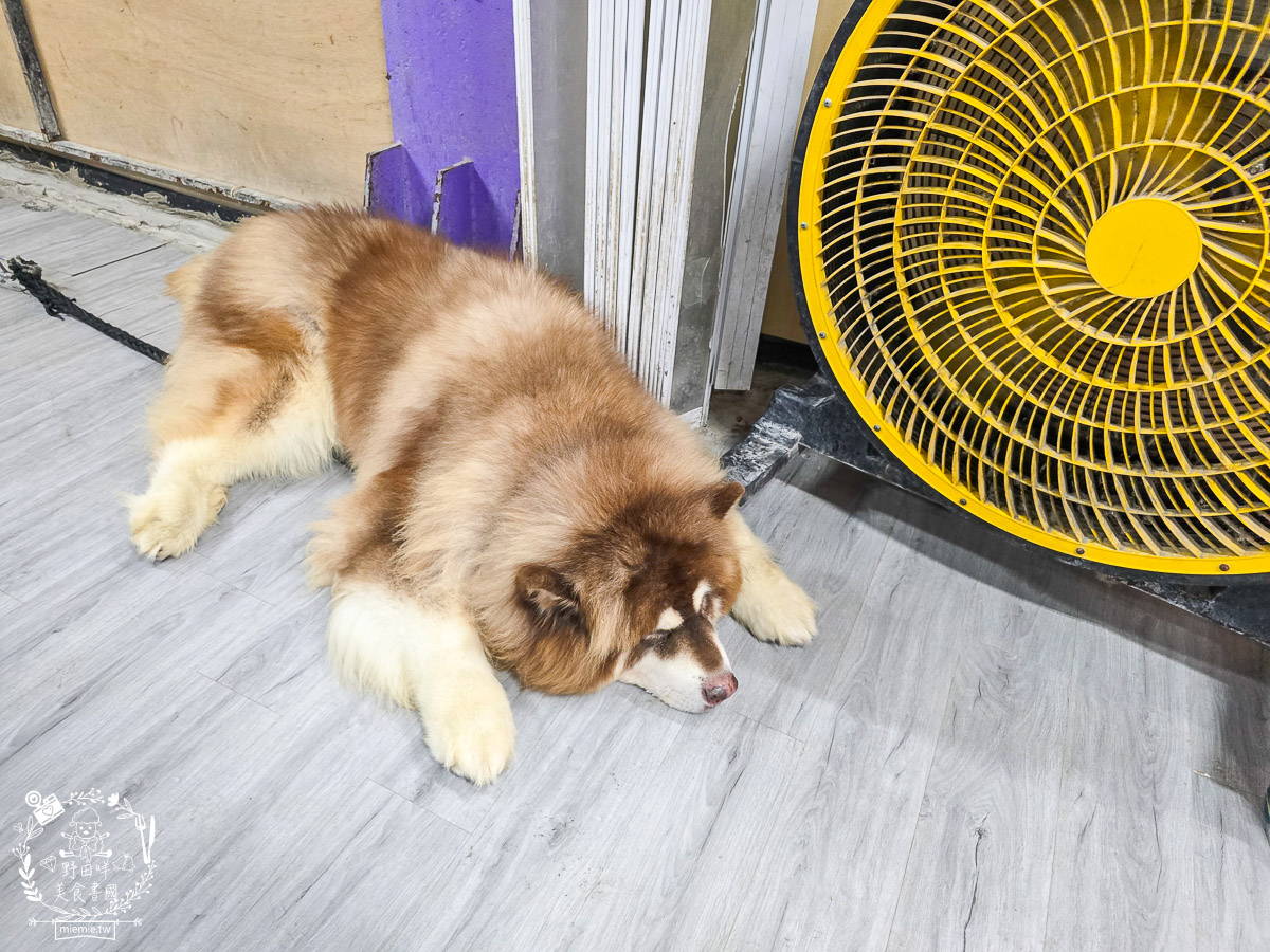 2026高雄旅遊推薦｜小港大坪頂「微笑白雲」全攻略！薩摩耶、布偶貓陪你喝咖啡｜看飛機夕陽的療癒天堂！