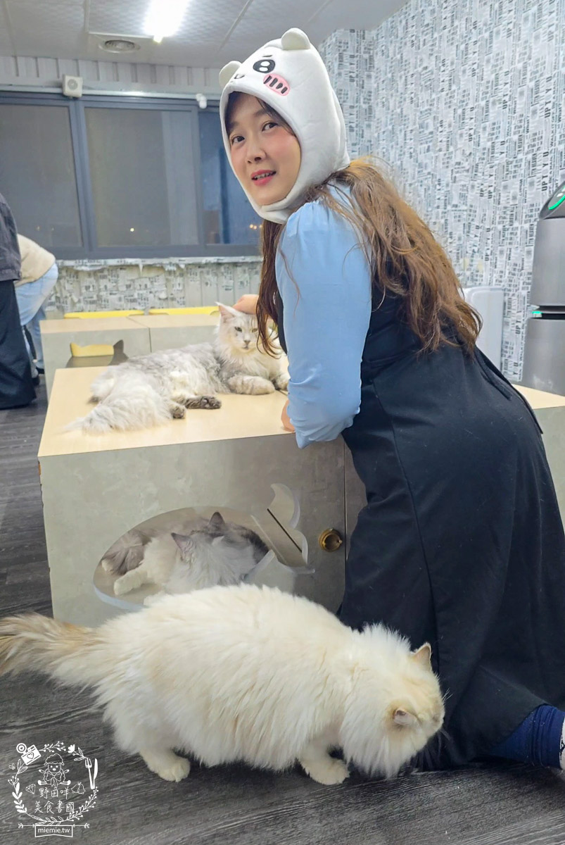 2026高雄旅遊推薦｜小港大坪頂「微笑白雲」全攻略！薩摩耶、布偶貓陪你喝咖啡｜看飛機夕陽的療癒天堂！