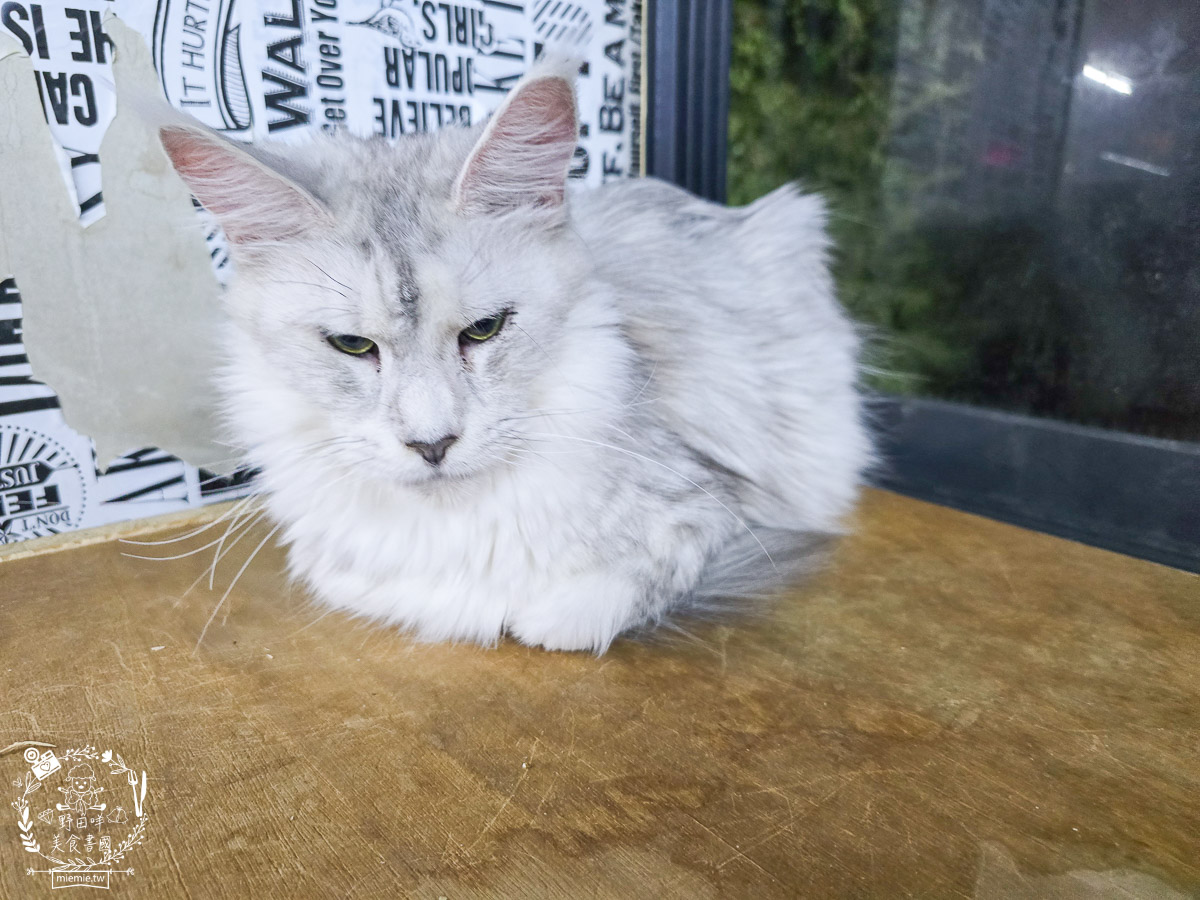 2026高雄旅遊推薦|小港大坪頂「微笑白雲」全攻略!薩摩耶、布偶貓陪你喝咖啡|看飛機夕陽的療癒天堂! - 第26張圖 2026高雄旅遊推薦|小港大坪頂「微笑白雲」全攻略!薩摩耶、布偶貓陪你喝咖啡|看飛機夕陽的療癒天堂!