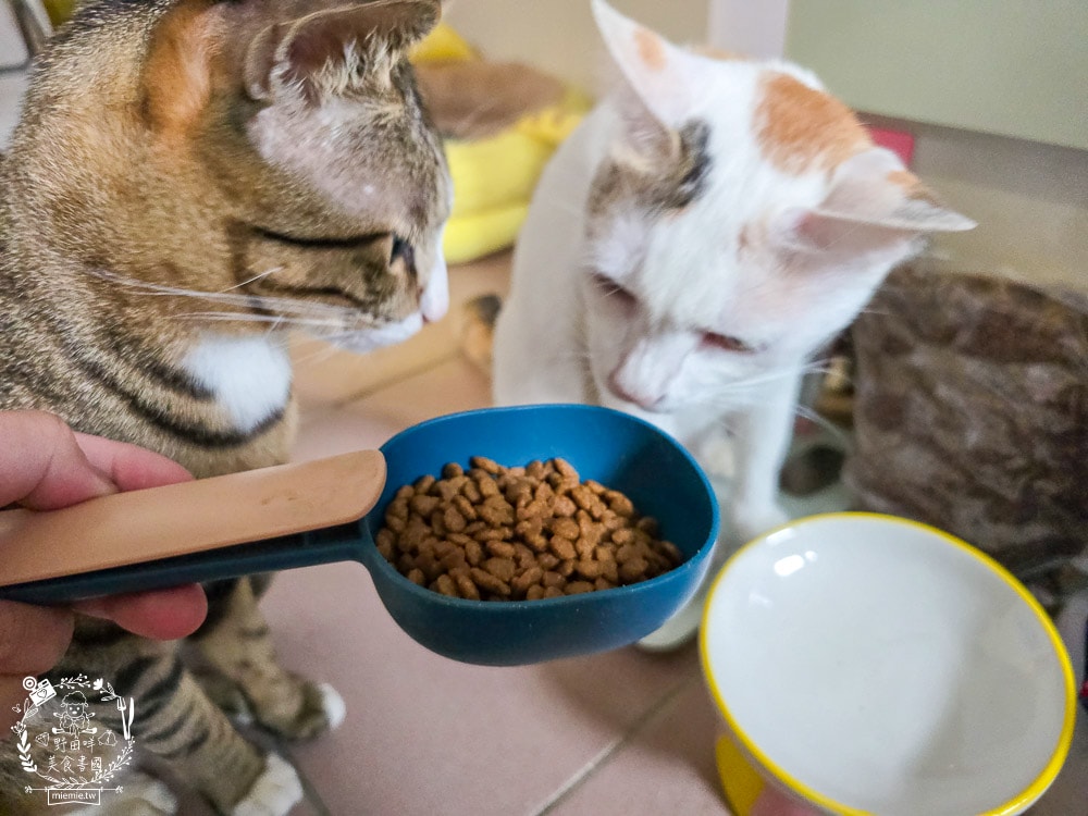 慧心貓糧評價挑食貓也瘋狂!慧心和風飼料「鮪魚雞肉鮭魚」與超人氣「扇貝肉泥」開箱推薦|SmartHeart 貓飼料 - 第9張圖 慧心貓糧評價挑食貓也瘋狂!慧心和風飼料「鮪魚雞肉鮭魚」與超人氣「扇貝肉泥」開箱推薦|SmartHeart 貓飼料