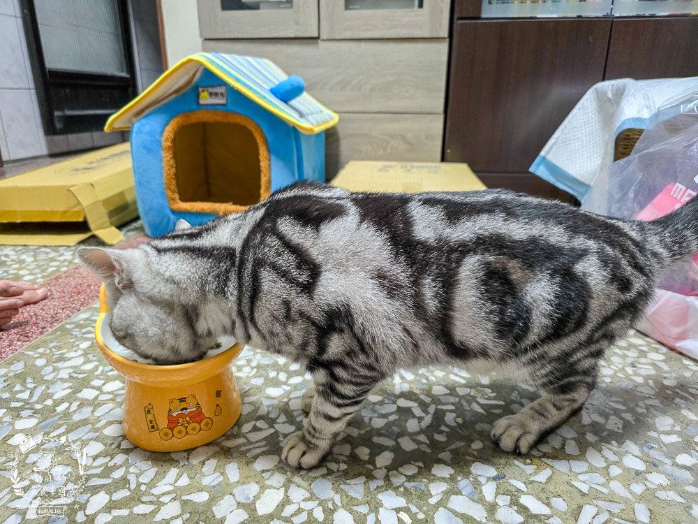 【鉑馡貓糧評價】珮慈星系 Pets Galaxy 開箱實測!全齡無麩質貓糧分享,終於找到低敏的主食 - 第16張圖 【鉑馡貓糧評價】珮慈星系 Pets Galaxy 開箱實測!全齡無麩質貓糧分享,終於找到低敏的主食