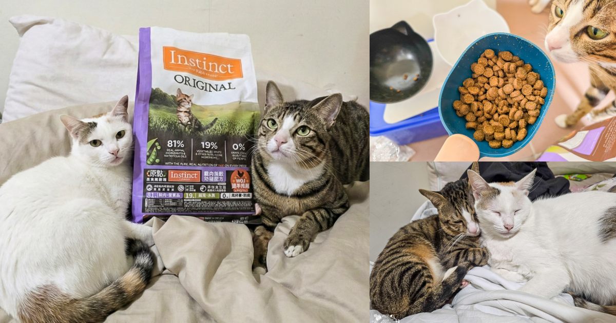 【幼貓飼料推薦】美國原點 Instinct 幼貓飼料評測：生食動力配方81%高含量鮮肉成分，還有WDJ連年推薦讓小貓發育贏在起跑點！