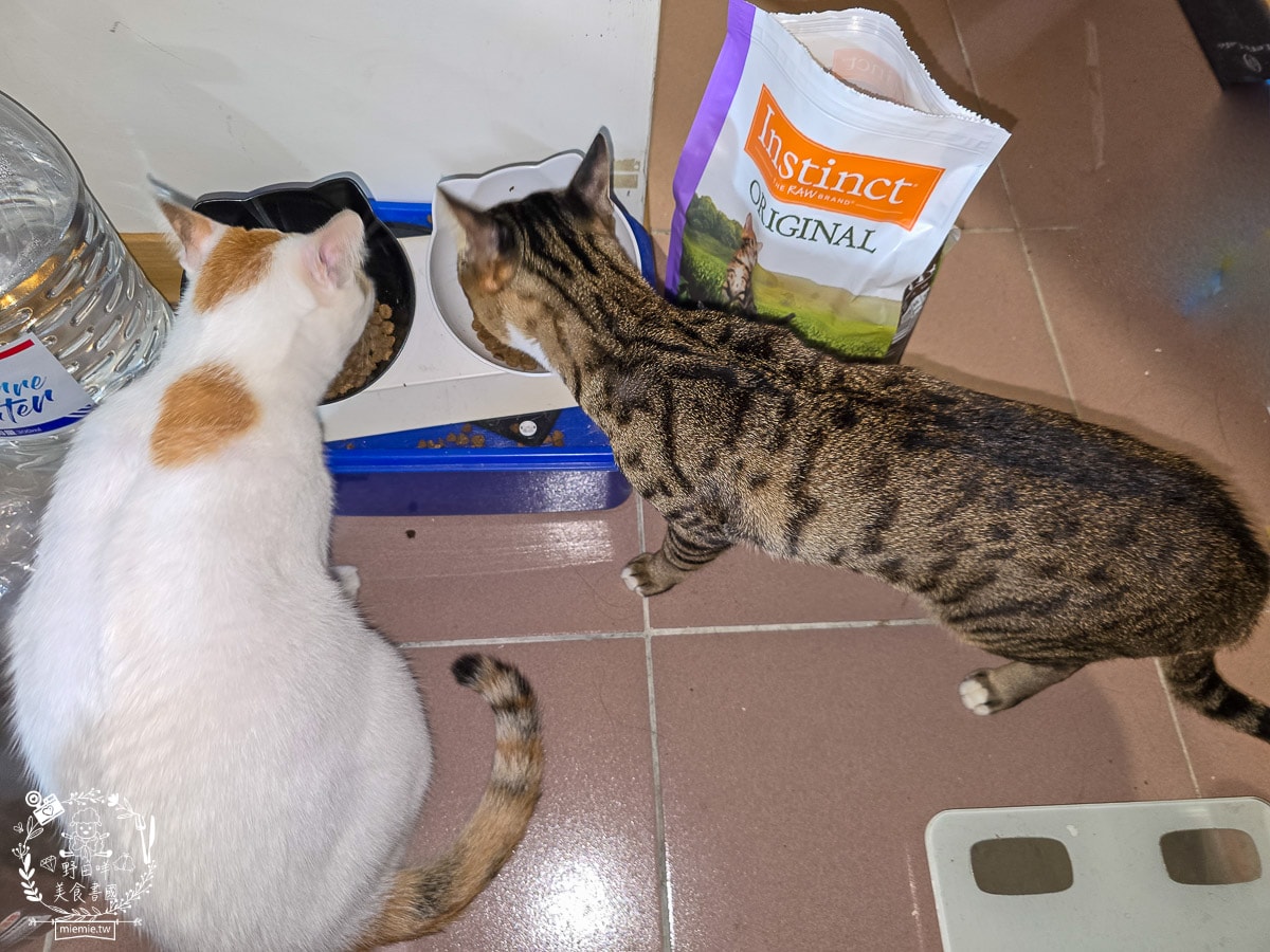 【幼貓飼料推薦】美國原點 Instinct 幼貓飼料評測：生食動力配方81%高含量鮮肉成分，還有WDJ連年推薦讓小貓發育贏在起跑點！
