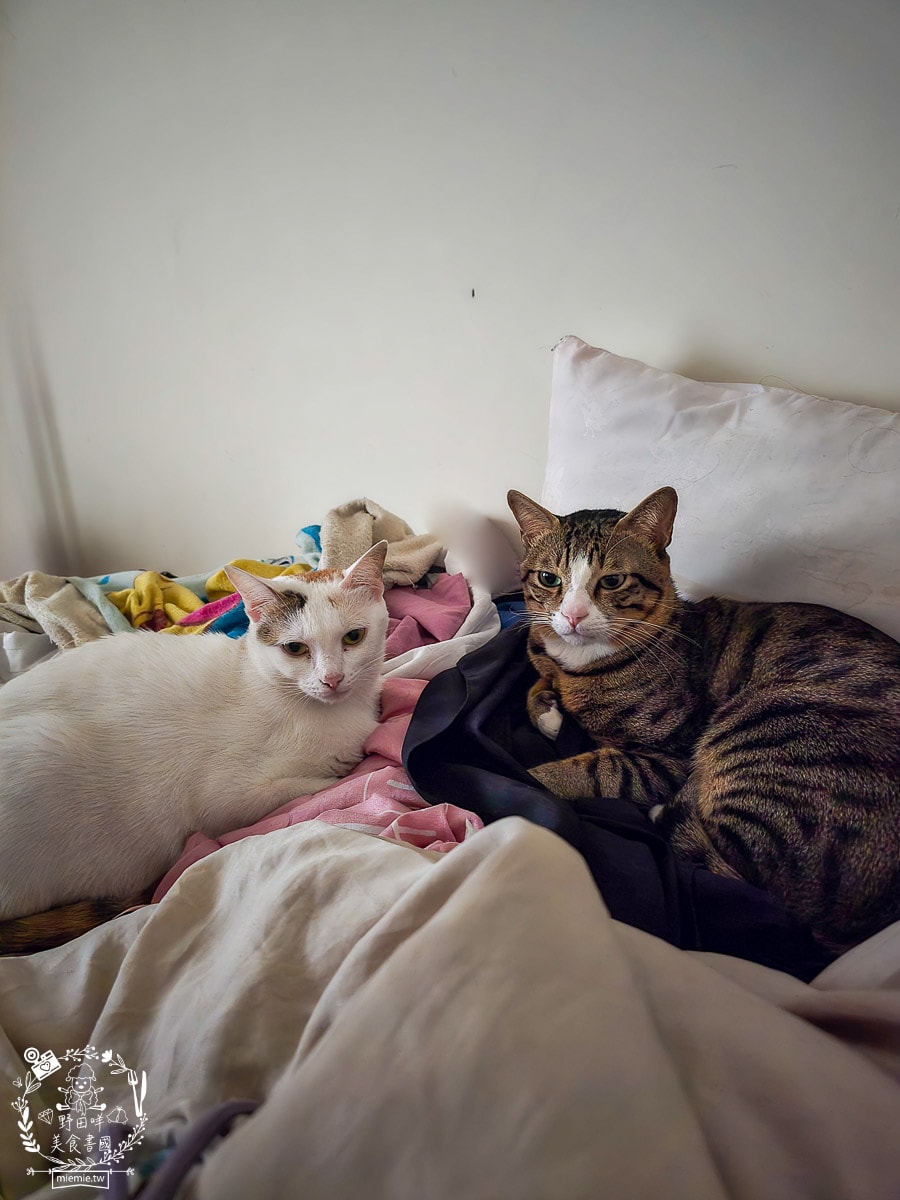 【幼貓飼料推薦】美國原點 Instinct 幼貓飼料評測：生食動力配方81%高含量鮮肉成分，還有WDJ連年推薦讓小貓發育贏在起跑點！