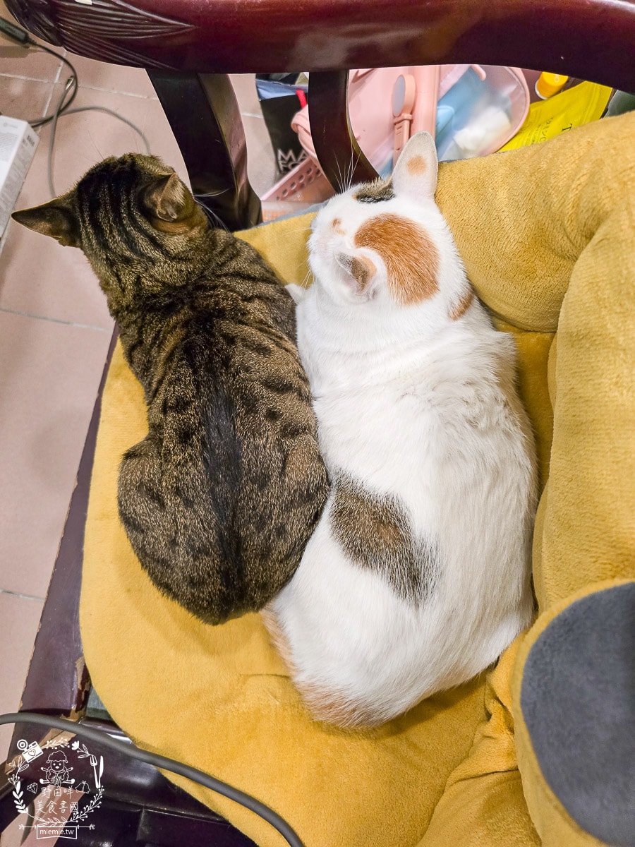 【幼貓飼料推薦】美國原點 Instinct 幼貓飼料評測：生食動力配方81%高含量鮮肉成分，還有WDJ連年推薦讓小貓發育贏在起跑點！