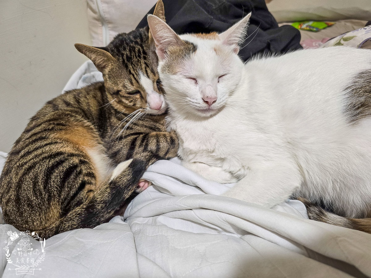 【幼貓飼料推薦】美國原點 Instinct 幼貓飼料評測：生食動力配方81%高含量鮮肉成分，還有WDJ連年推薦讓小貓發育贏在起跑點！