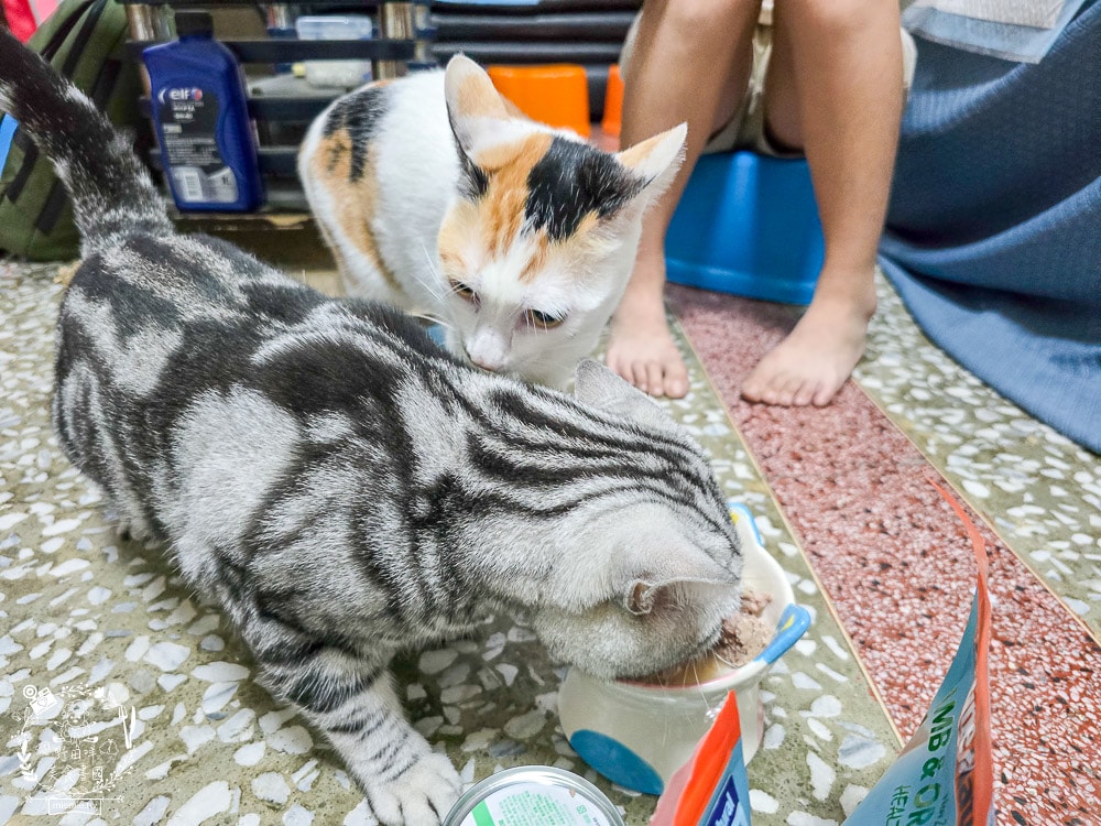 【Feline Natural評價】挑嘴貓必看!紐西蘭鮮燉無穀主食罐開箱,超人氣凍乾鮮肉零食推薦(牛肉/羊肉) - 第18張圖 【Feline Natural評價】挑嘴貓必看!紐西蘭鮮燉無穀主食罐開箱,超人氣凍乾鮮肉零食推薦(牛肉/羊肉)