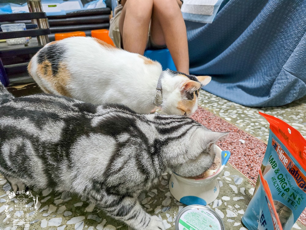 【Feline Natural評價】挑嘴貓必看!紐西蘭鮮燉無穀主食罐開箱,超人氣凍乾鮮肉零食推薦(牛肉/羊肉) - 第19張圖 【Feline Natural評價】挑嘴貓必看!紐西蘭鮮燉無穀主食罐開箱,超人氣凍乾鮮肉零食推薦(牛肉/羊肉)