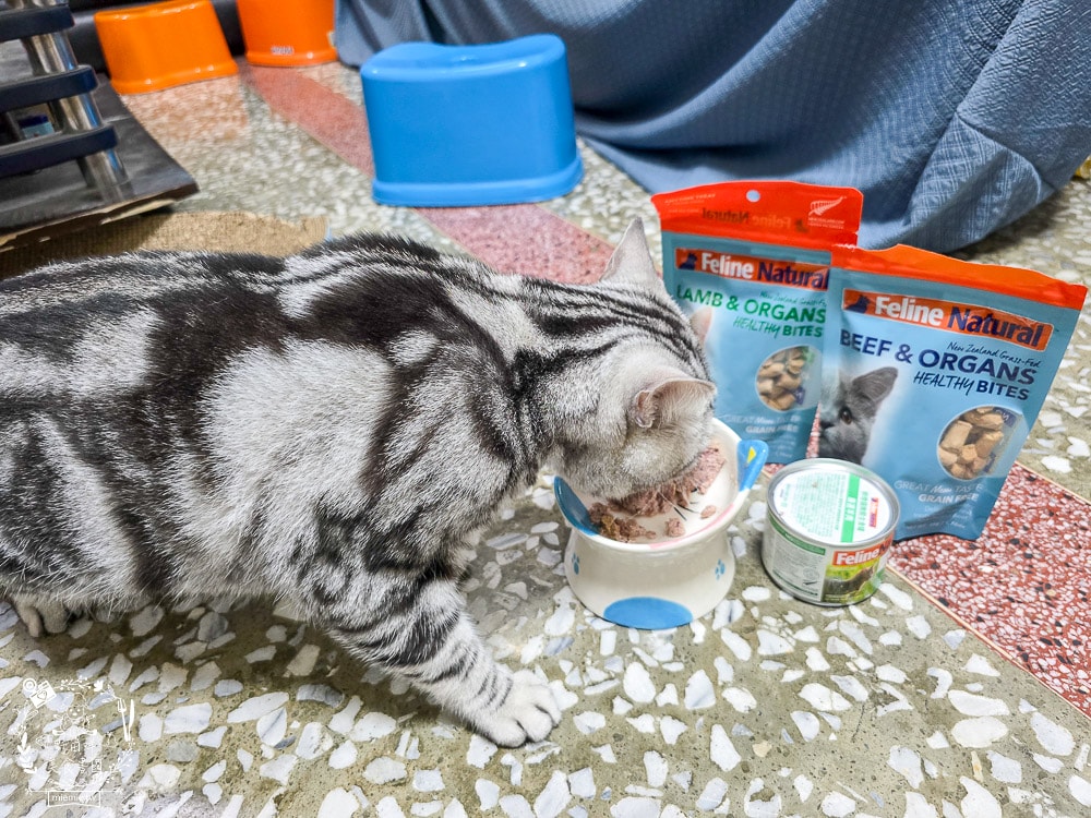 【Feline Natural評價】挑嘴貓必看！紐西蘭鮮燉無穀主食罐開箱，超人氣凍乾鮮肉零食推薦（牛肉/羊肉）