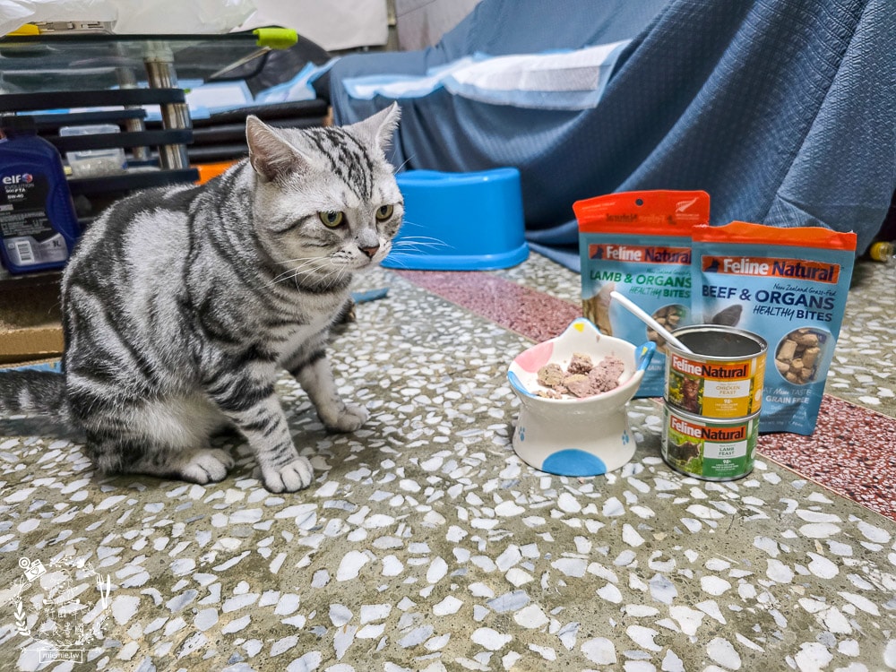 【Feline Natural評價】挑嘴貓必看!紐西蘭鮮燉無穀主食罐開箱,超人氣凍乾鮮肉零食推薦(牛肉/羊肉) - 第23張圖 【Feline Natural評價】挑嘴貓必看!紐西蘭鮮燉無穀主食罐開箱,超人氣凍乾鮮肉零食推薦(牛肉/羊肉)