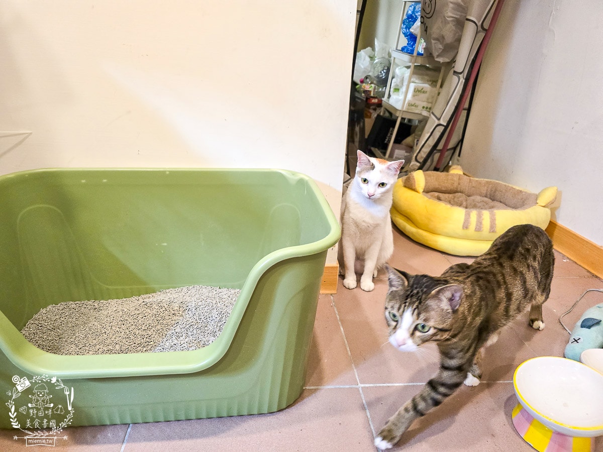 【2026 貓砂推薦】CatFeet 極細銀離子豆腐砂評價:1.5mm 極致腳感與強效抗菌,讓貓主子愛不釋腳! - 第11張圖 【2026 貓砂推薦】CatFeet 極細銀離子豆腐砂評價:1.5mm 極致腳感與強效抗菌,讓貓主子愛不釋腳!