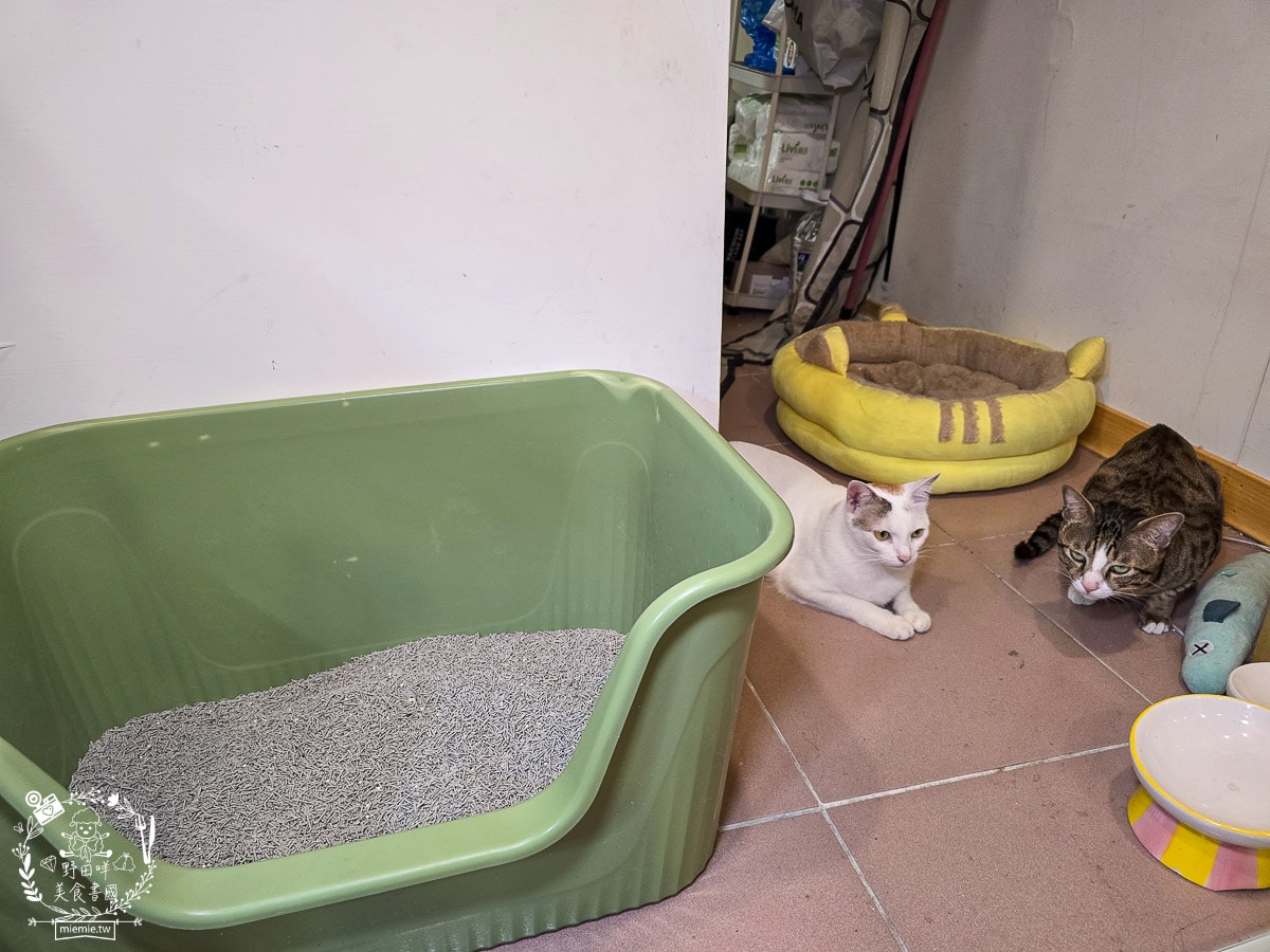 【2026 貓砂推薦】CatFeet 極細銀離子豆腐砂評價:1.5mm 極致腳感與強效抗菌,讓貓主子愛不釋腳! - 第3張圖 【2026 貓砂推薦】CatFeet 極細銀離子豆腐砂評價:1.5mm 極致腳感與強效抗菌,讓貓主子愛不釋腳!