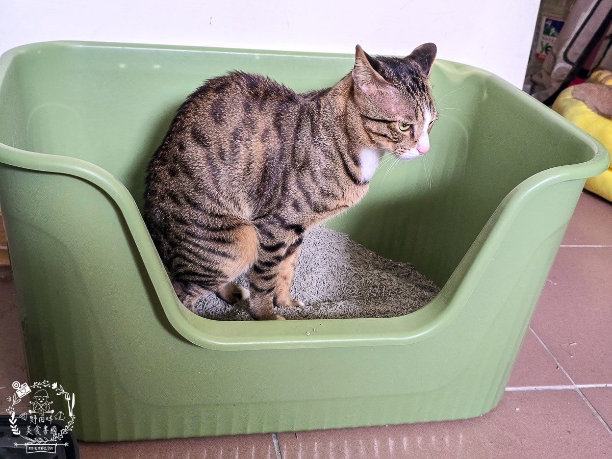 【2026 貓砂推薦】CatFeet 極細銀離子豆腐砂評價:1.5mm 極致腳感與強效抗菌,讓貓主子愛不釋腳! - 第13張圖 【2026 貓砂推薦】CatFeet 極細銀離子豆腐砂評價:1.5mm 極致腳感與強效抗菌,讓貓主子愛不釋腳!