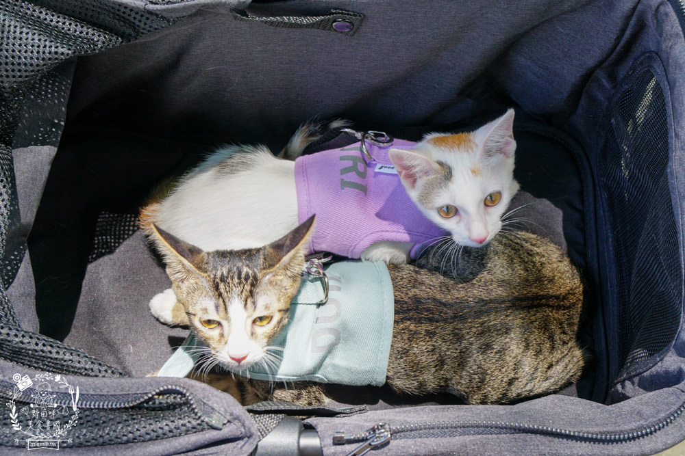 寵物推車推薦[Capucci卡布奇多功能寵物車]可2in1多功能使用+一鍵收納超方便+內附兩個防跳脫掛勾超適合貓咪的寵物推車