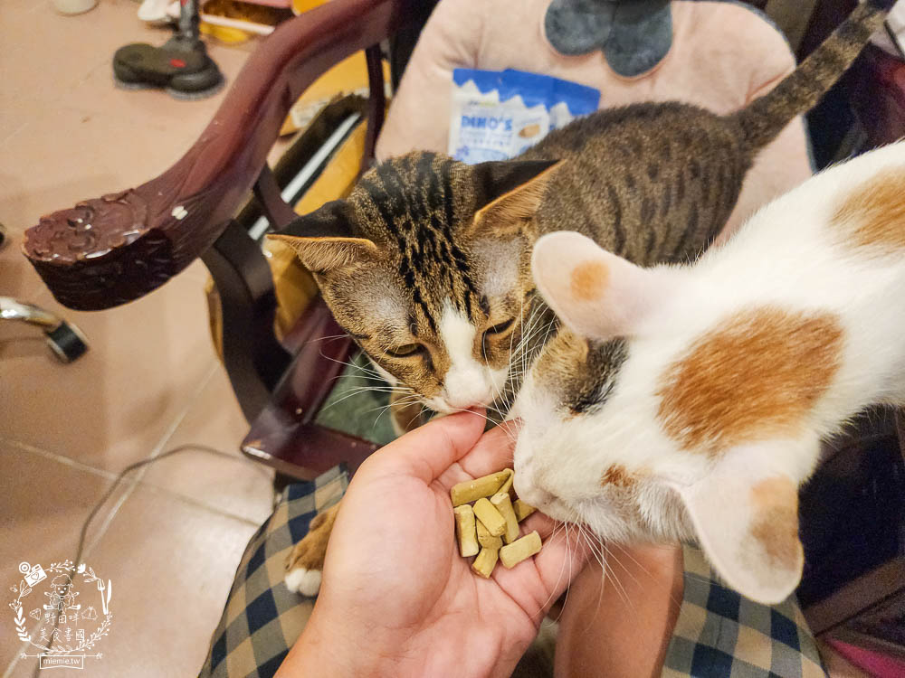 貓咪口臭推薦!IN-Plus好好益菌潔牙凍乾評價!鮮肉凍乾、好吃有效的貓咪口腔清潔保健分享