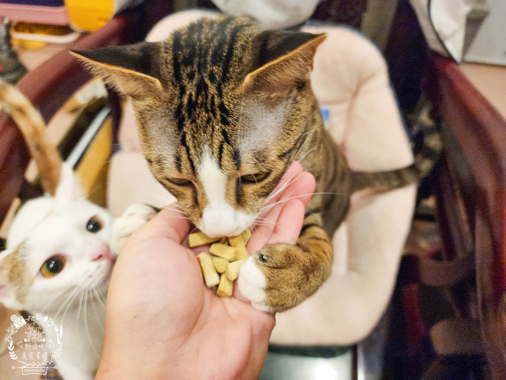 貓咪口臭推薦!IN-Plus好好益菌潔牙凍乾評價!鮮肉凍乾、好吃有效的貓咪口腔清潔保健分享