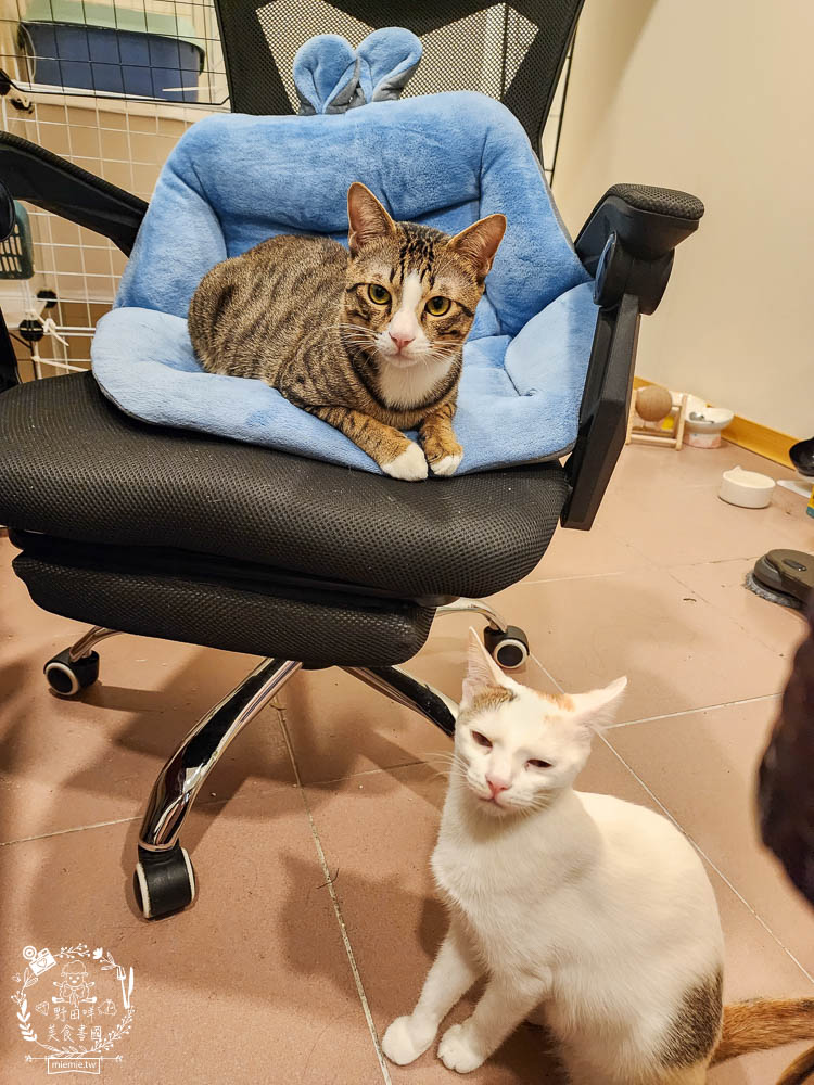 貓咪口臭推薦!IN-Plus好好益菌潔牙凍乾評價!鮮肉凍乾、好吃有效的貓咪口腔清潔保健分享