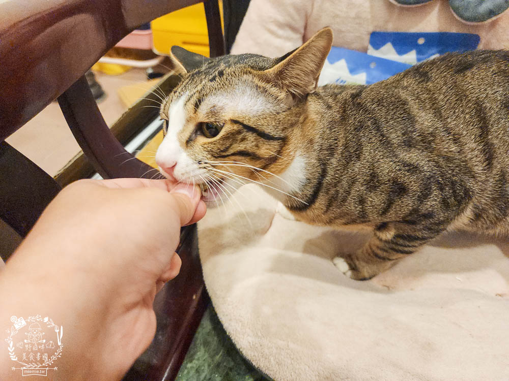 貓咪口臭推薦!IN-Plus好好益菌潔牙凍乾評價!鮮肉凍乾、好吃有效的貓咪口腔清潔保健分享