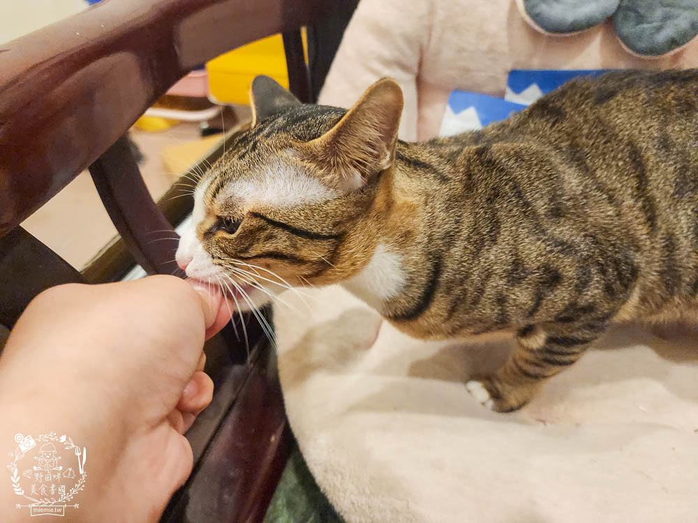 貓咪口臭推薦!IN-Plus好好益菌潔牙凍乾評價!鮮肉凍乾、好吃有效的貓咪口腔清潔保健分享