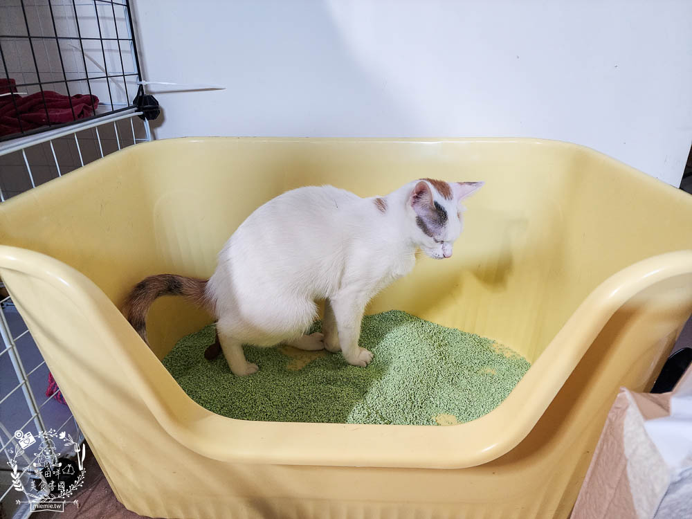 Lady Cat貓夫人第四代豆腐砂開箱!超強凝結吸收力的貓砂!專利益生菌與天然黃豆纖維雙效除臭! - 第13張圖 Lady Cat貓夫人第四代豆腐砂開箱!超強凝結吸收力的貓砂!專利益生菌與天然黃豆纖維雙效除臭!