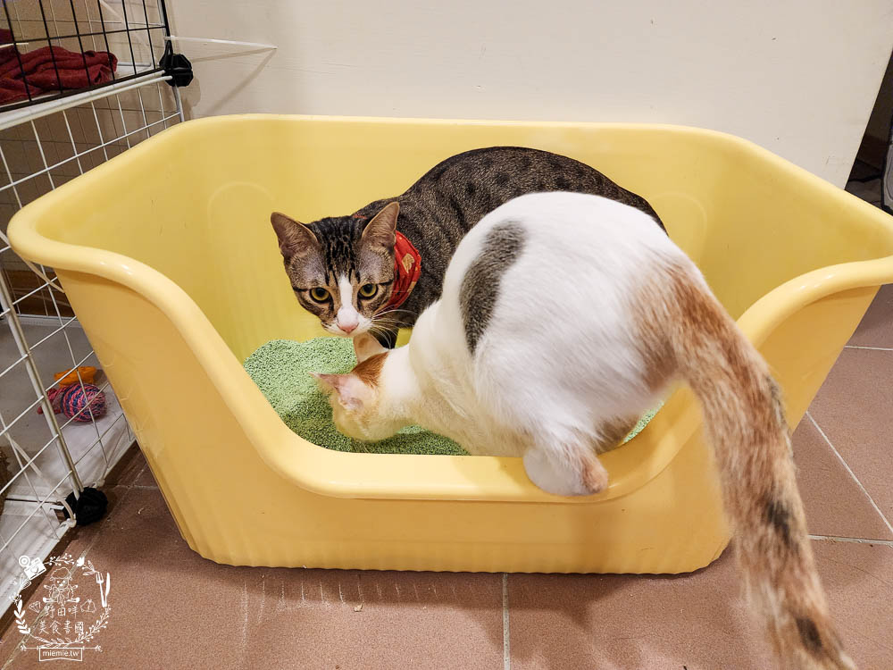 Lady Cat貓夫人第四代豆腐砂開箱!超強凝結吸收力的貓砂!專利益生菌與天然黃豆纖維雙效除臭! - 第14張圖 Lady Cat貓夫人第四代豆腐砂開箱!超強凝結吸收力的貓砂!專利益生菌與天然黃豆纖維雙效除臭!