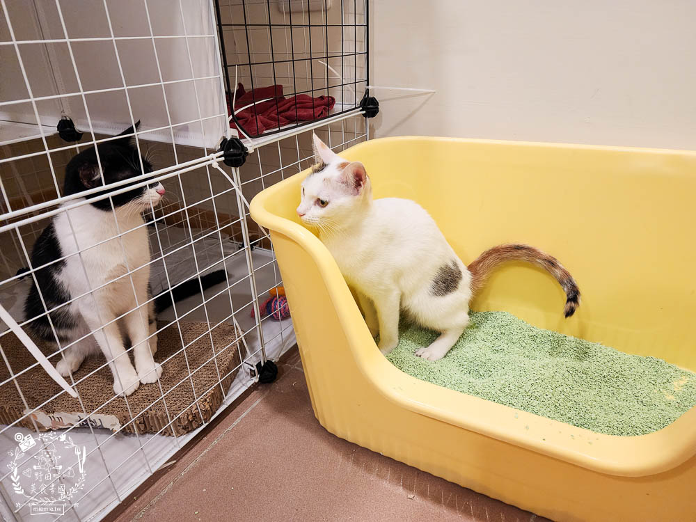 Lady Cat貓夫人第四代豆腐砂開箱!超強凝結吸收力的貓砂!專利益生菌與天然黃豆纖維雙效除臭! - 第15張圖 Lady Cat貓夫人第四代豆腐砂開箱!超強凝結吸收力的貓砂!專利益生菌與天然黃豆纖維雙效除臭!