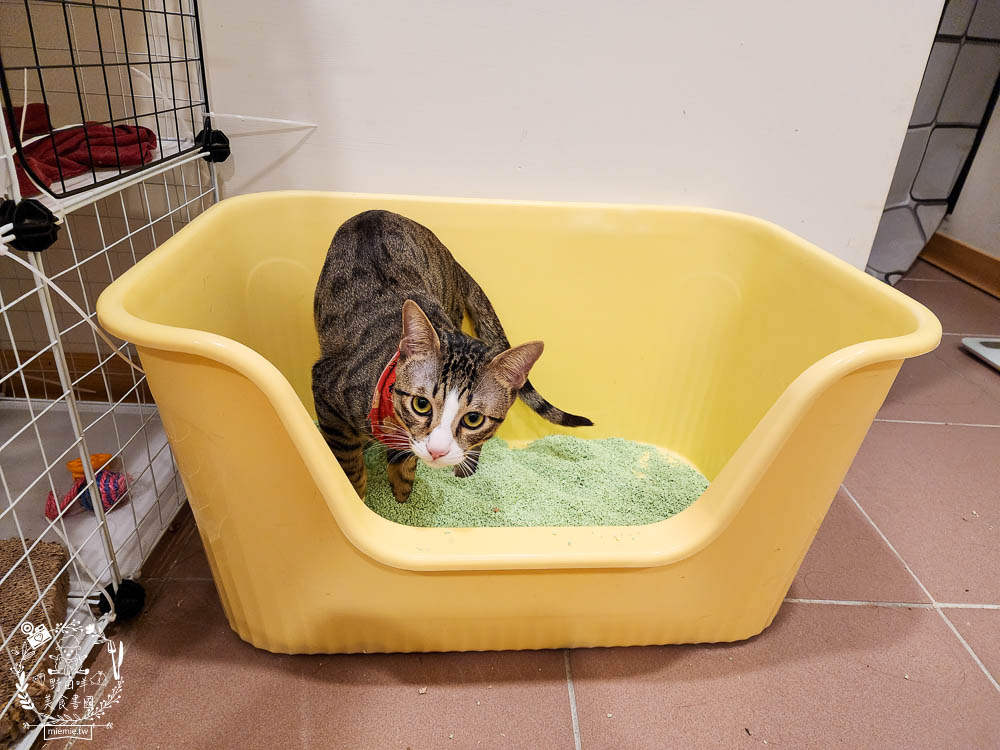 Lady Cat貓夫人第四代豆腐砂開箱!超強凝結吸收力的貓砂!專利益生菌與天然黃豆纖維雙效除臭! - 第16張圖 Lady Cat貓夫人第四代豆腐砂開箱!超強凝結吸收力的貓砂!專利益生菌與天然黃豆纖維雙效除臭!