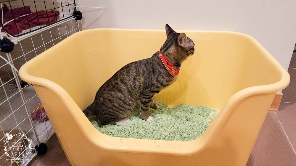 Lady Cat貓夫人第四代豆腐砂開箱!超強凝結吸收力的貓砂!專利益生菌與天然黃豆纖維雙效除臭! - 第17張圖 Lady Cat貓夫人第四代豆腐砂開箱!超強凝結吸收力的貓砂!專利益生菌與天然黃豆纖維雙效除臭!