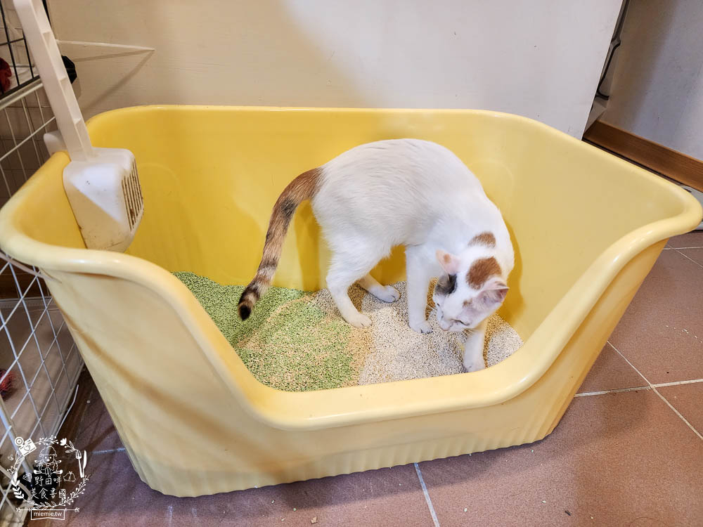 Lady Cat貓夫人第四代豆腐砂開箱!超強凝結吸收力的貓砂!專利益生菌與天然黃豆纖維雙效除臭! - 第20張圖 Lady Cat貓夫人第四代豆腐砂開箱!超強凝結吸收力的貓砂!專利益生菌與天然黃豆纖維雙效除臭!