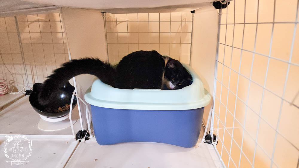 Lady Cat貓夫人第四代豆腐砂開箱!超強凝結吸收力的貓砂!專利益生菌與天然黃豆纖維雙效除臭! - 第27張圖 Lady Cat貓夫人第四代豆腐砂開箱!超強凝結吸收力的貓砂!專利益生菌與天然黃豆纖維雙效除臭!