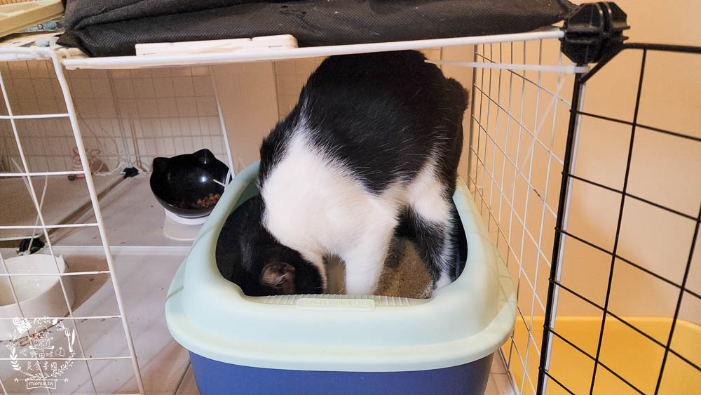 Lady Cat貓夫人第四代豆腐砂開箱!超強凝結吸收力的貓砂!專利益生菌與天然黃豆纖維雙效除臭! - 第28張圖 Lady Cat貓夫人第四代豆腐砂開箱!超強凝結吸收力的貓砂!專利益生菌與天然黃豆纖維雙效除臭!