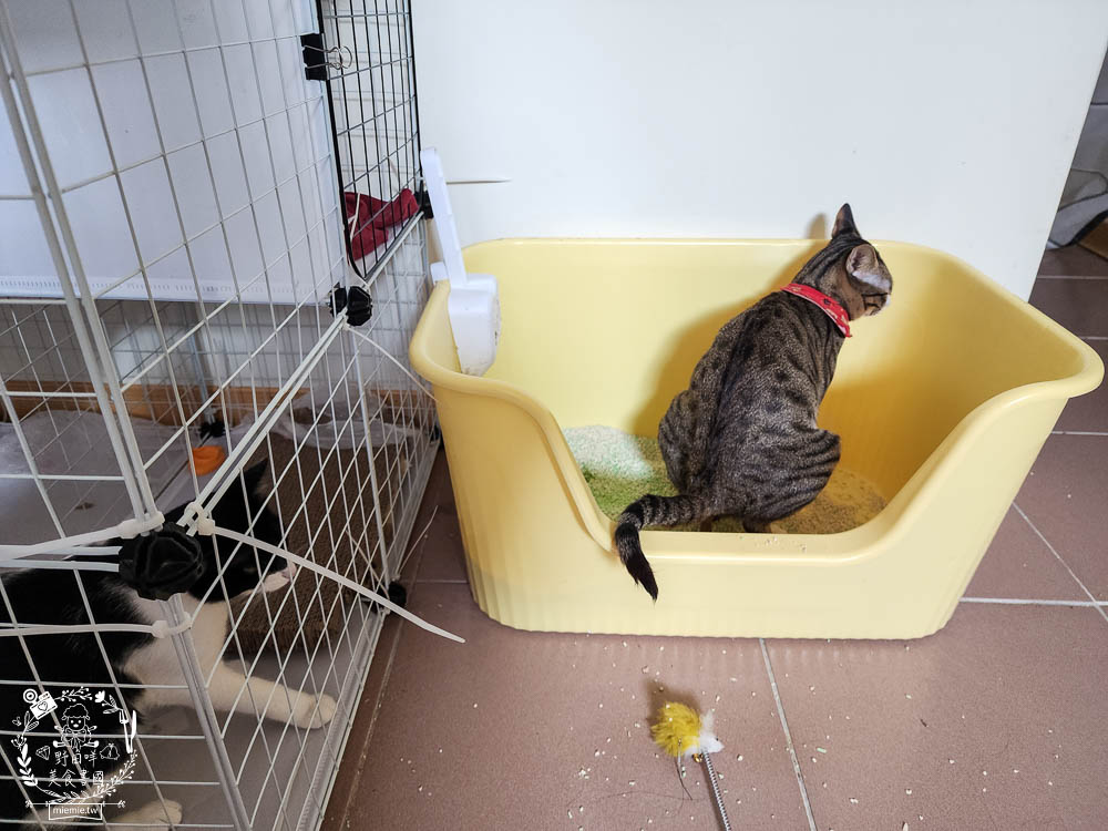 Lady Cat貓夫人第四代豆腐砂開箱!超強凝結吸收力的貓砂!專利益生菌與天然黃豆纖維雙效除臭! - 第21張圖 Lady Cat貓夫人第四代豆腐砂開箱!超強凝結吸收力的貓砂!專利益生菌與天然黃豆纖維雙效除臭!