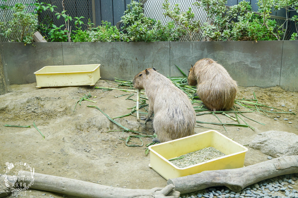 台南超人氣水豚甜點店[MOGU KABI 夏威夷豆塔專賣店]超多隻可愛水豚居然還有餵食秀!繽紛水果塔美味又好拍?