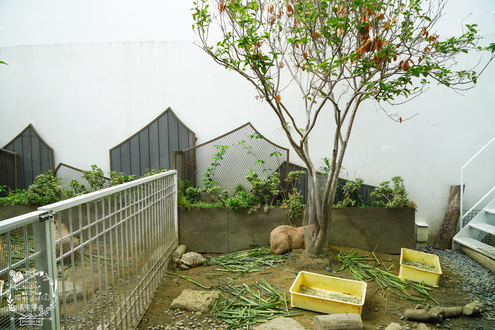 台南超人氣水豚甜點店[MOGU KABI 夏威夷豆塔專賣店]超多隻可愛水豚居然還有餵食秀!繽紛水果塔美味又好拍?