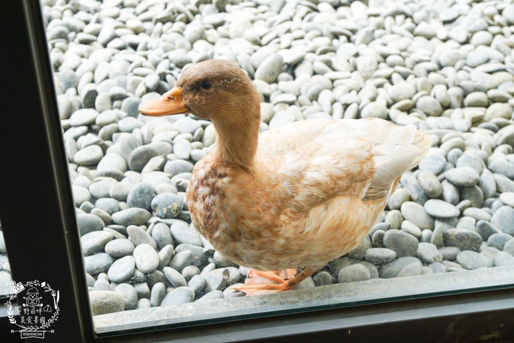 台南超人氣水豚甜點店[MOGU KABI 夏威夷豆塔專賣店]超多隻可愛水豚居然還有餵食秀!繽紛水果塔美味又好拍?