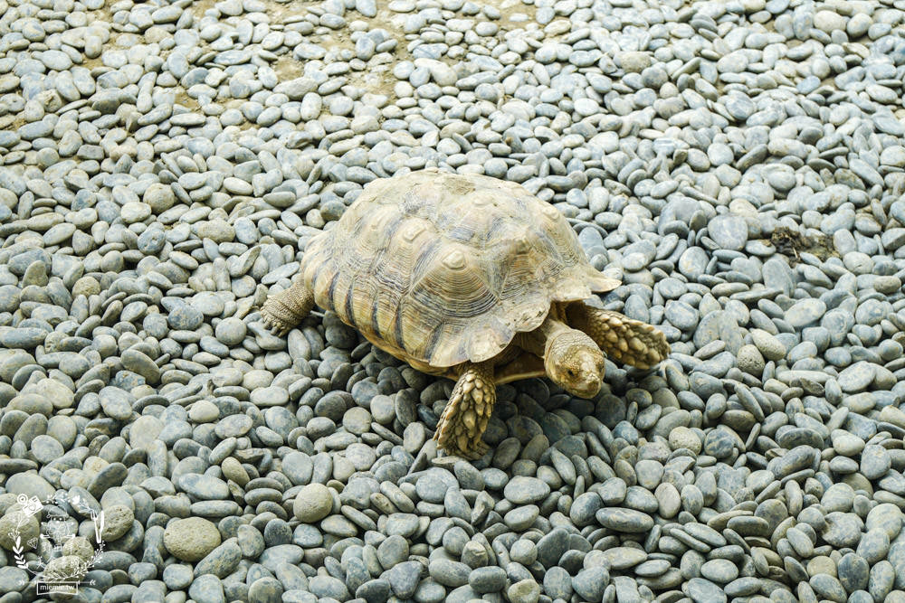 台南超人氣水豚甜點店[MOGU KABI 夏威夷豆塔專賣店]超多隻可愛水豚居然還有餵食秀!繽紛水果塔美味又好拍?