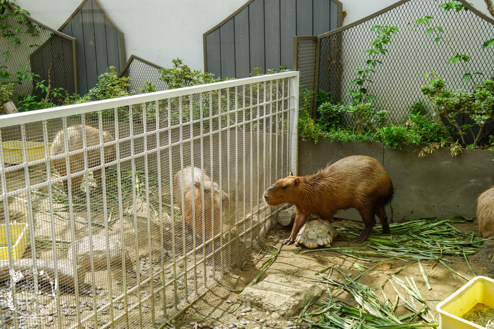 台南超人氣水豚甜點店[MOGU KABI 夏威夷豆塔專賣店]超多隻可愛水豚居然還有餵食秀!繽紛水果塔美味又好拍?