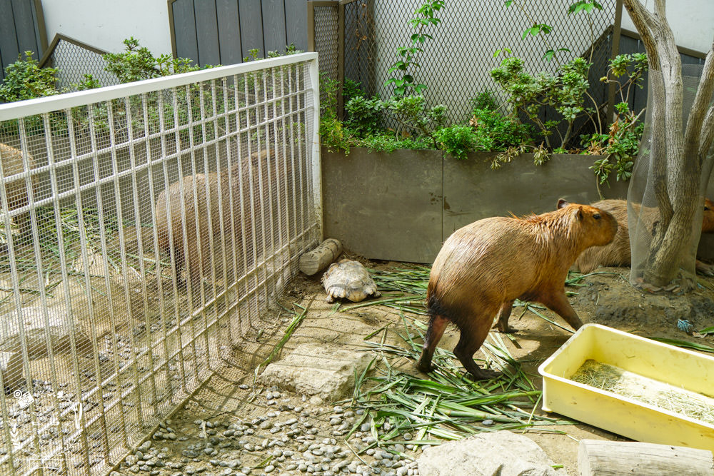 台南超人氣水豚甜點店[MOGU KABI 夏威夷豆塔專賣店]超多隻可愛水豚居然還有餵食秀!繽紛水果塔美味又好拍?