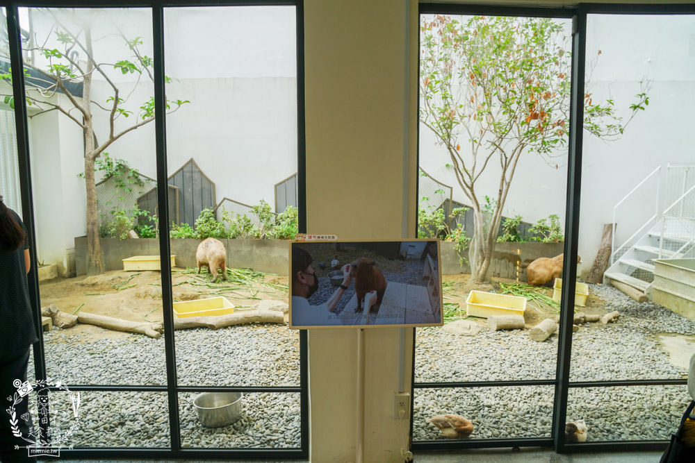 台南超人氣水豚甜點店[MOGU KABI 夏威夷豆塔專賣店]超多隻可愛水豚居然還有餵食秀!繽紛水果塔美味又好拍?