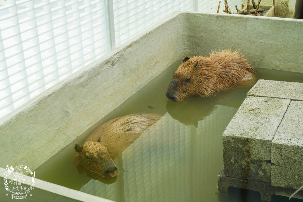台南超人氣水豚甜點店[MOGU KABI 夏威夷豆塔專賣店]超多隻可愛水豚居然還有餵食秀!繽紛水果塔美味又好拍?